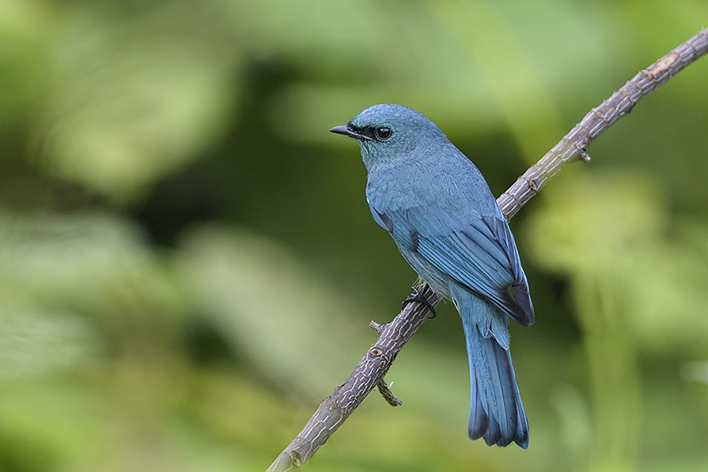 Verditer Flycatcher (Eumyias thalassinus) at Da Lat Birding Trails - Southern Vietnam. Photo by: Bui Duc Tien - Vietnam Bird Photography Tours - Vietbirdphototours.com